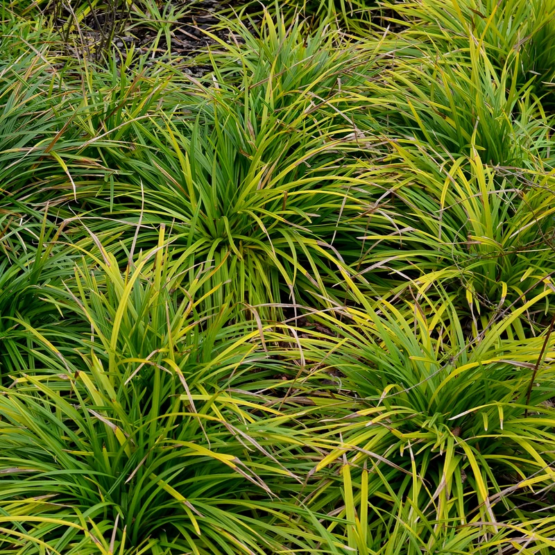 Laîche d'Oshima Evergreen- Carex Evergreen