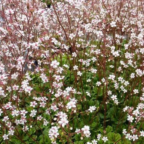 Désespoir du peintre Variegata