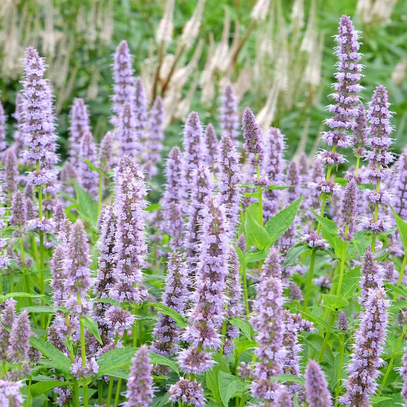 Agastache Blue Fortune