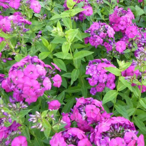 Phlox paniculé The King