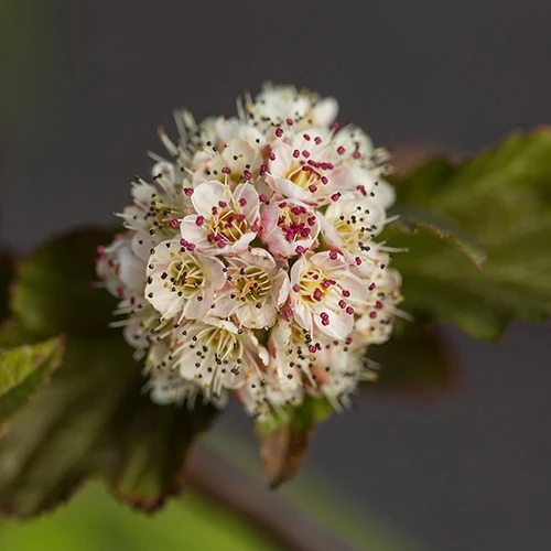 Physocarpe Amber Jubilé® Jefam