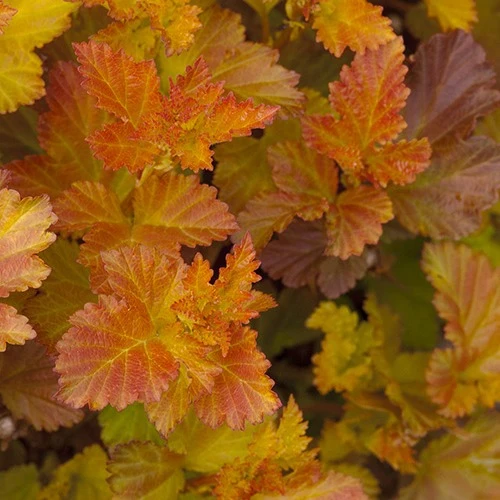 Physocarpe Amber Jubilé® Jefam