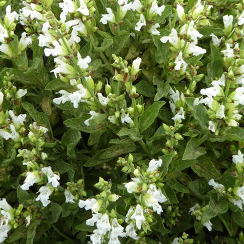 Sauge officinale à fleurs blanches
