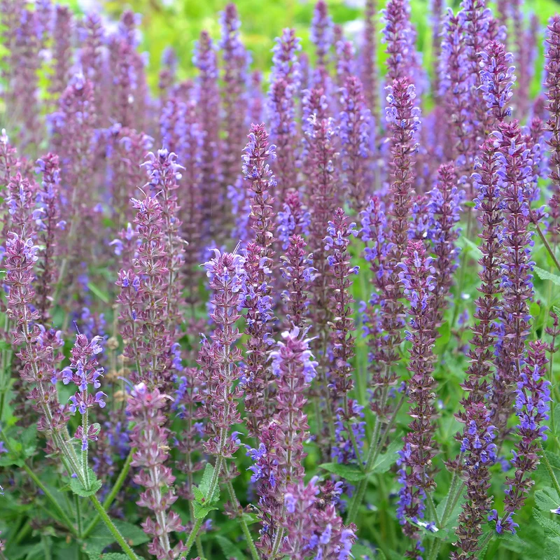 Sauge des bois Ostfriesland