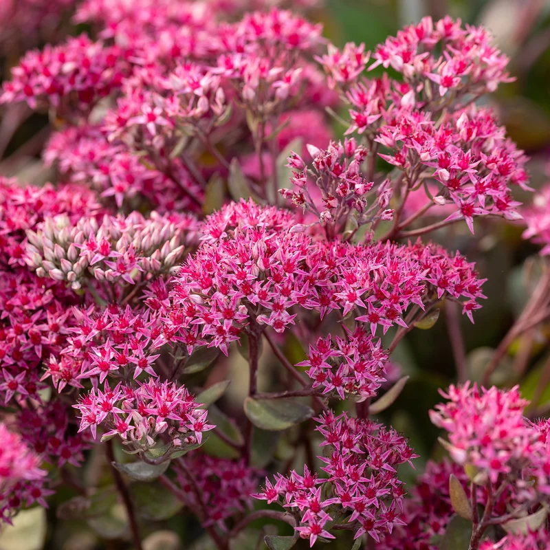 Sedum Thunderhead