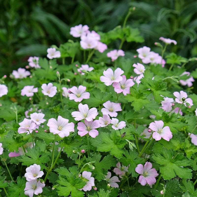 Géranium vivace Dreamland