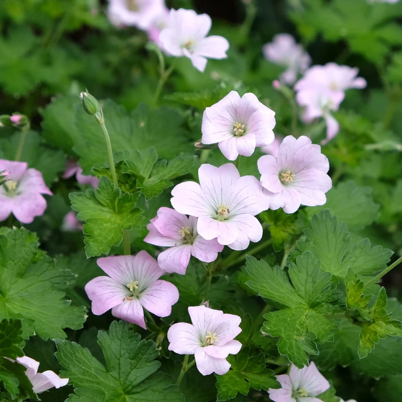 Géranium vivace Dreamland