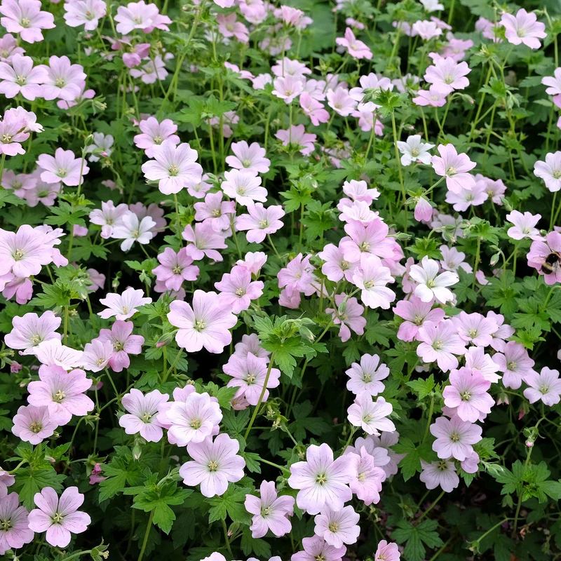 Géranium vivace Dreamland