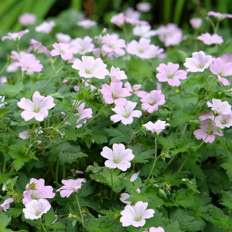 Géranium vivace Dreamland