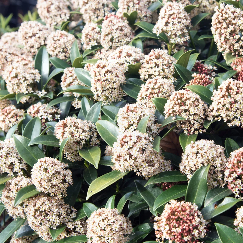 Skimmia du Japon