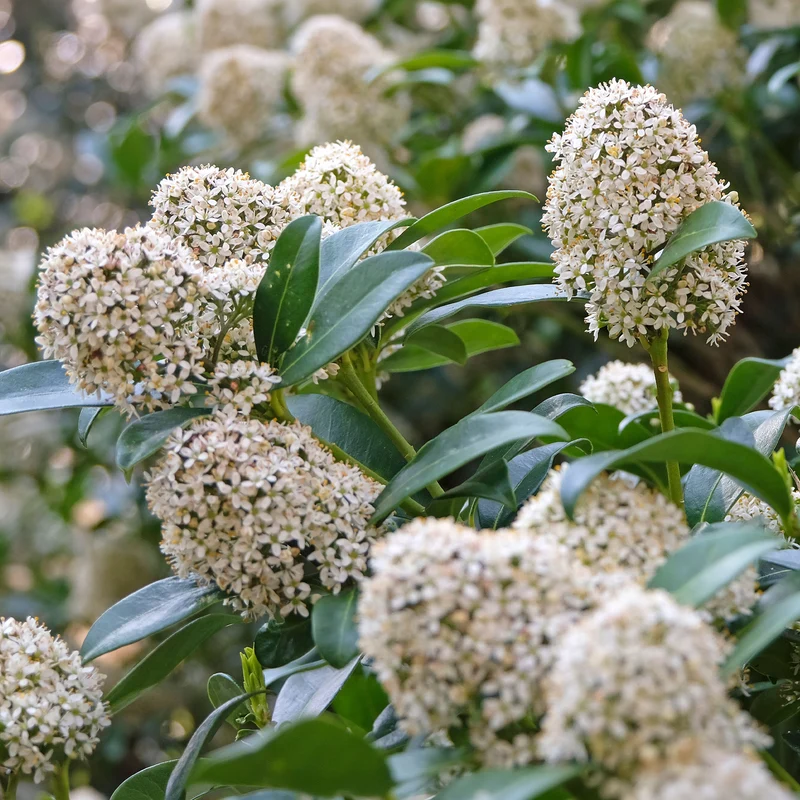 Skimmia du Japon