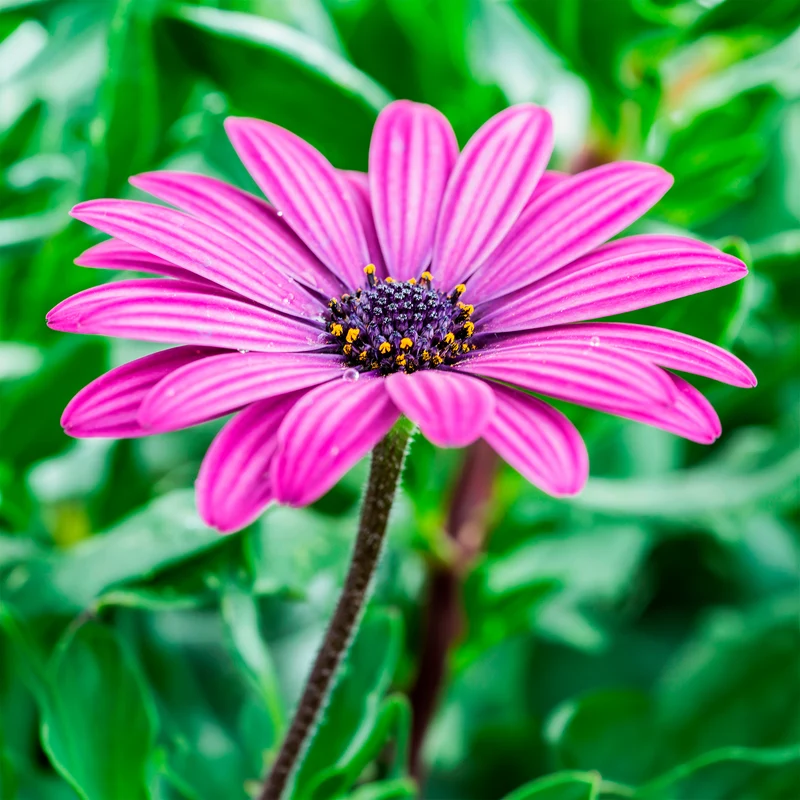 3 Marguerites du Cap pourpres