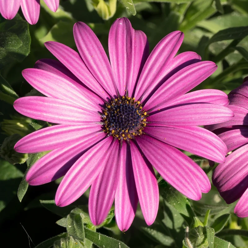 3 Marguerites du Cap pourpres