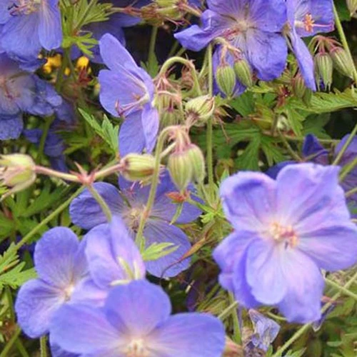 Géranium vivace Brookside