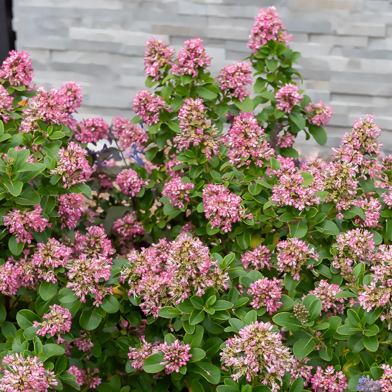 Escallonia Pink Elle