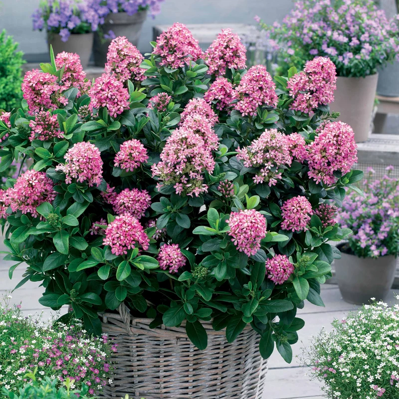 Escallonia Pink Elle