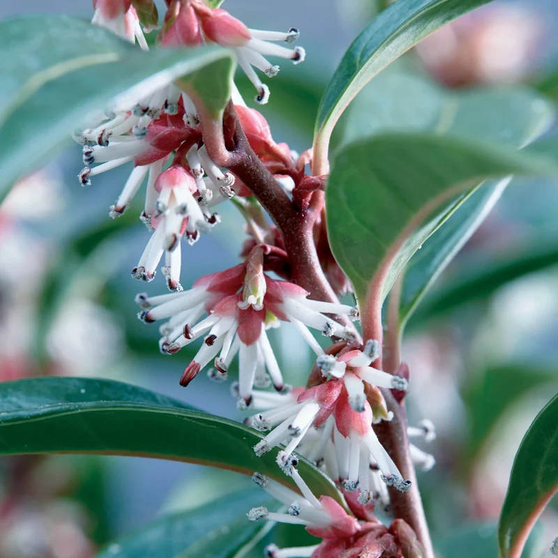 Sarcococca Winter Gem