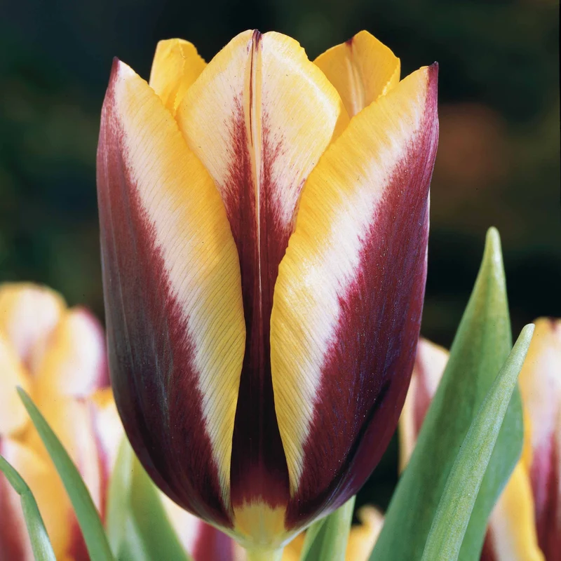 10 Tulipes Gavota