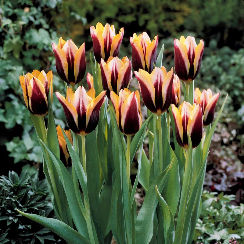 10 Tulipes Gavota