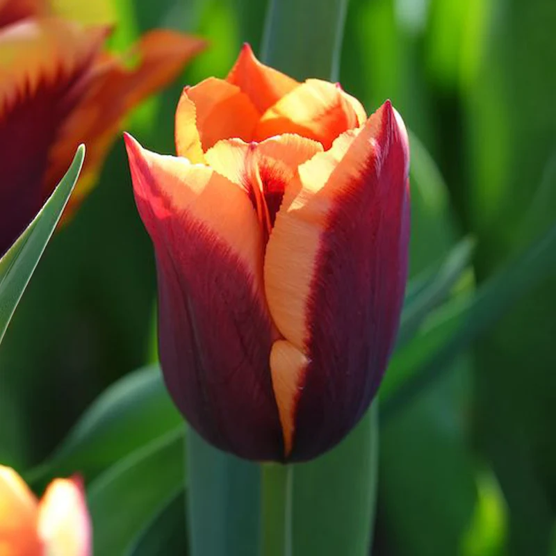 10 Tulipes Gavota