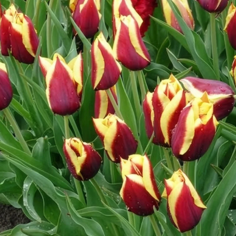 10 Tulipes Gavota