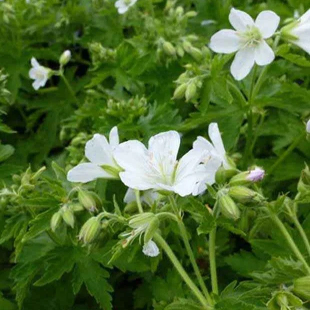 Géranium vivace des bois Album