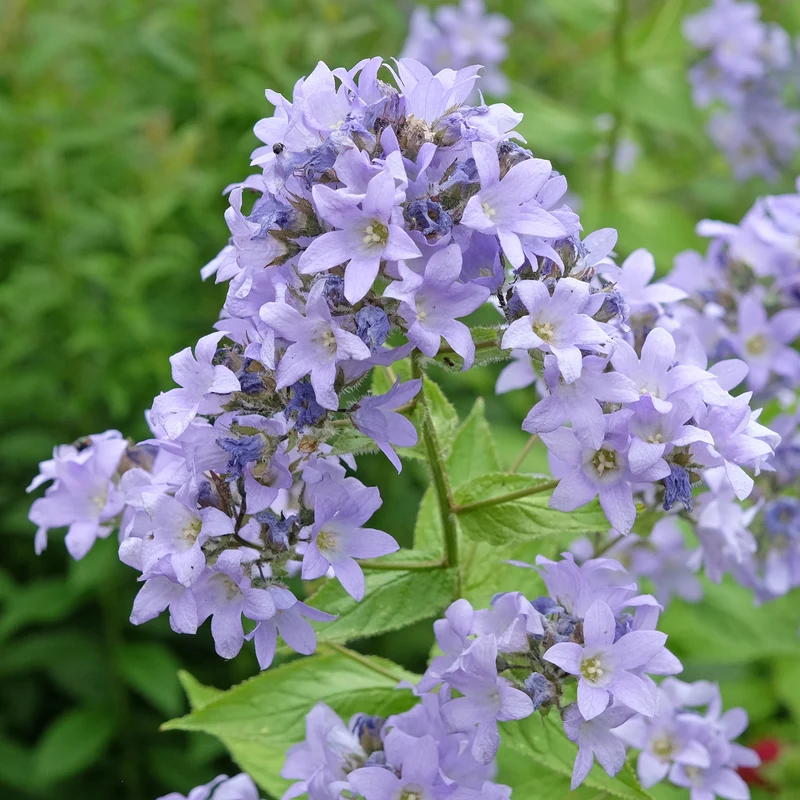 Campanule laiteuse Prichard's Variety