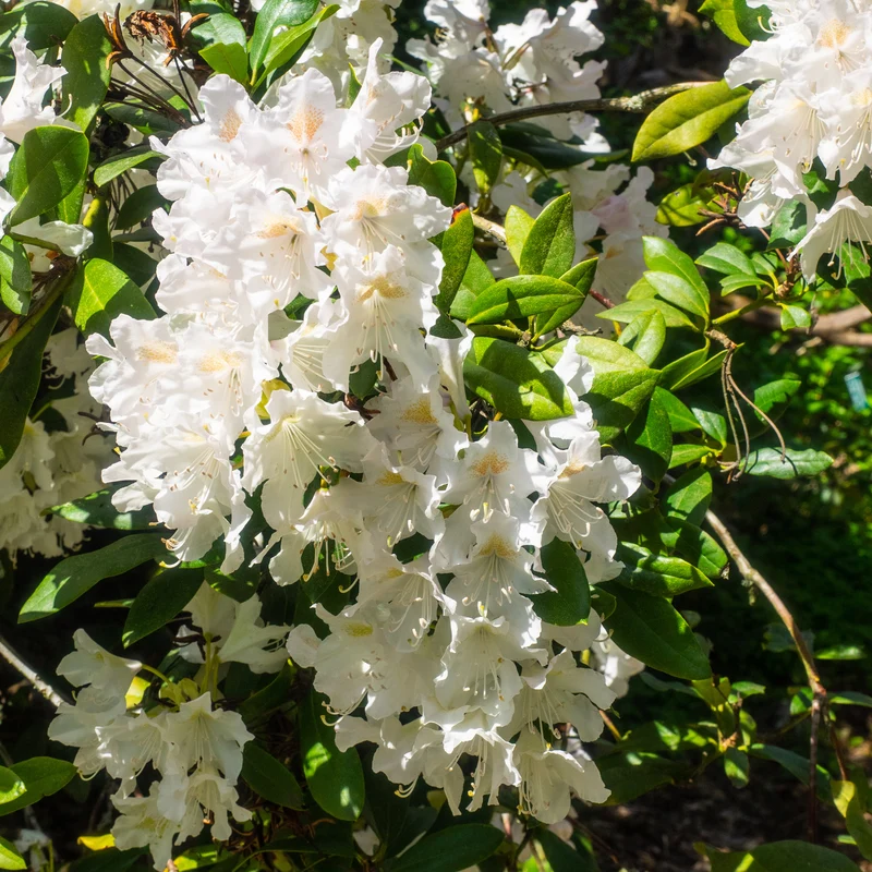 Rhododendron Cunningham's White