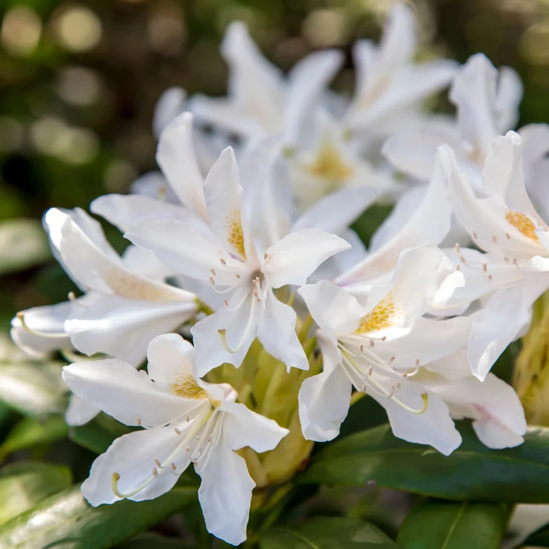 Rhododendron Cunningham's White