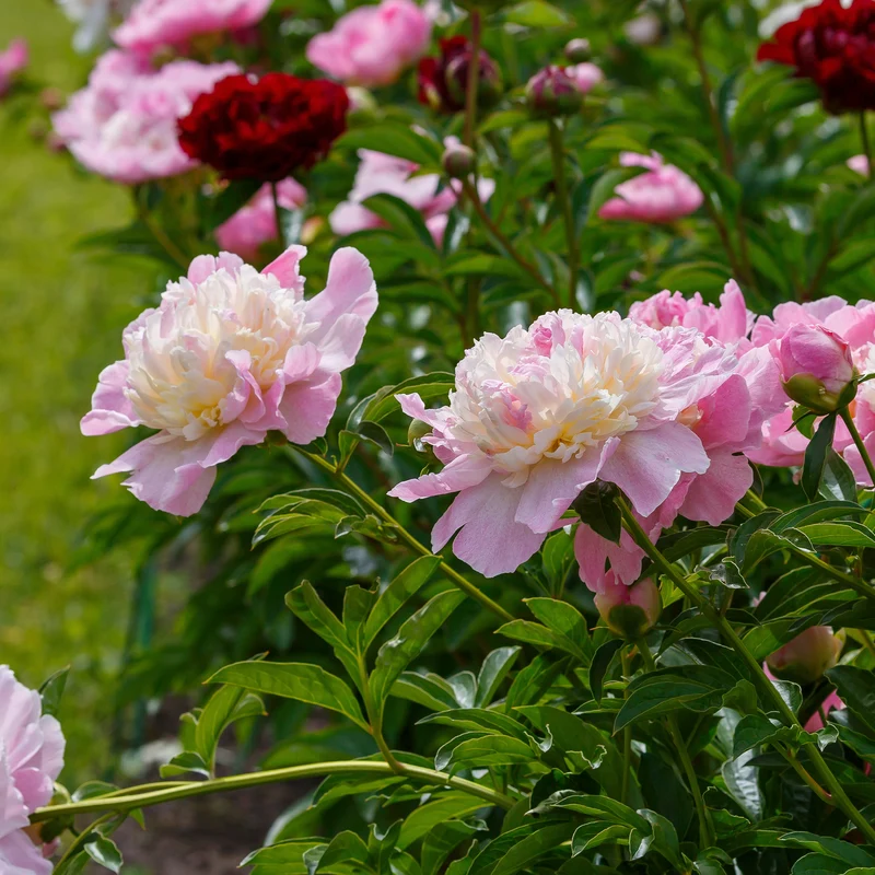 Pivoine Raspberry Sundae