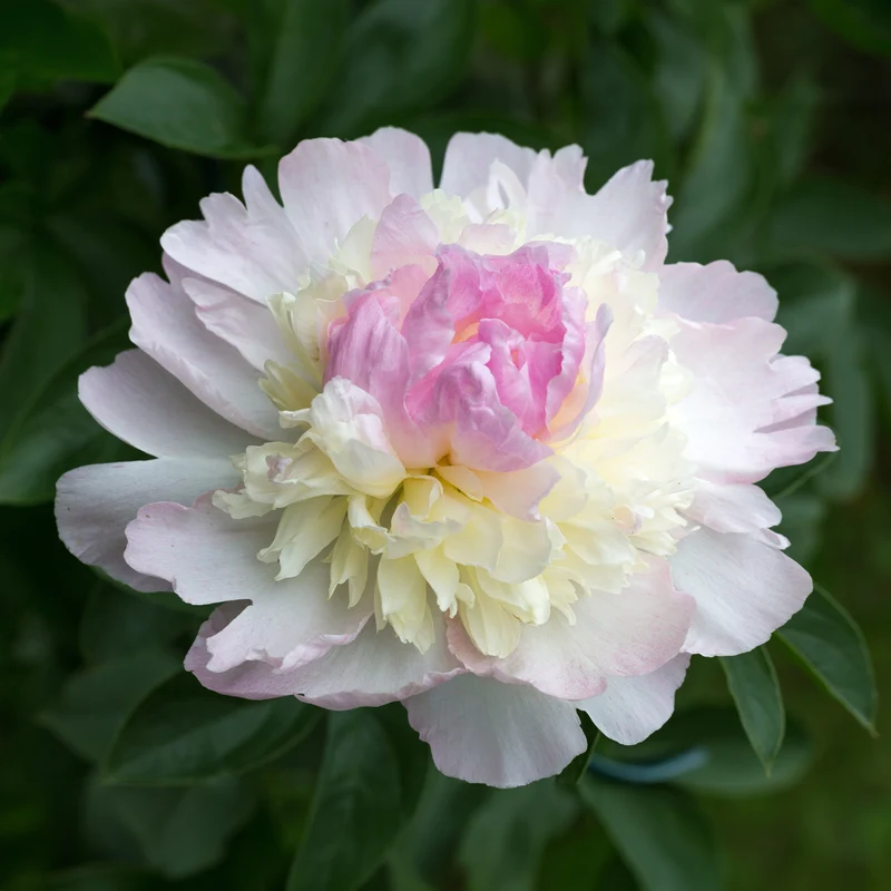 Pivoine Raspberry Sundae
