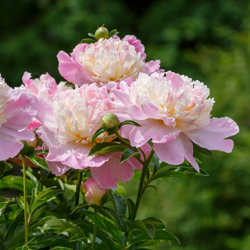 Pivoine Raspberry Sundae