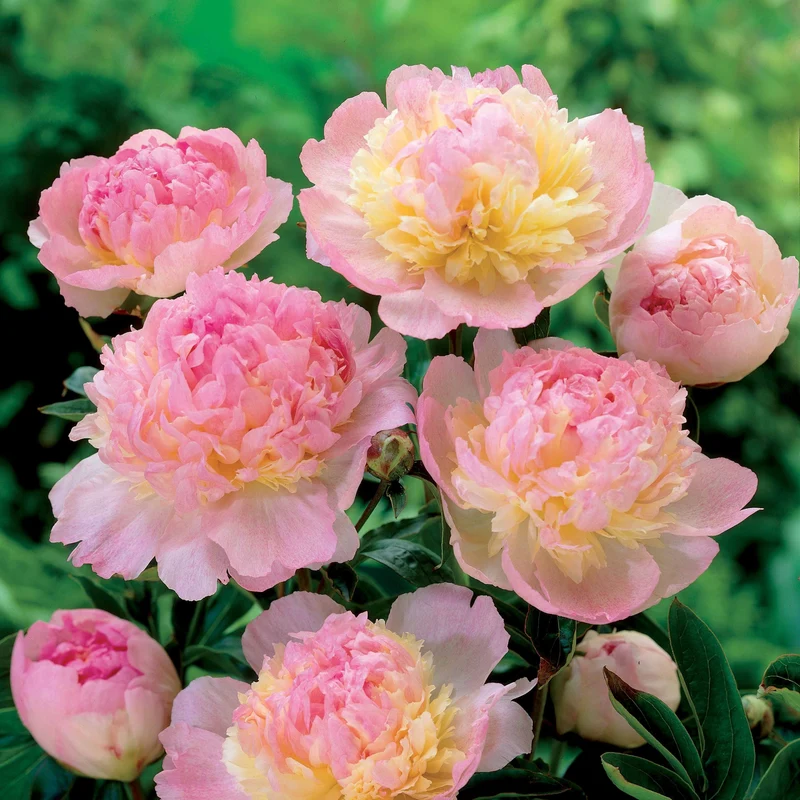 Pivoine Raspberry Sundae