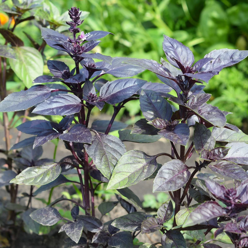 Plant de Basilic pourpre