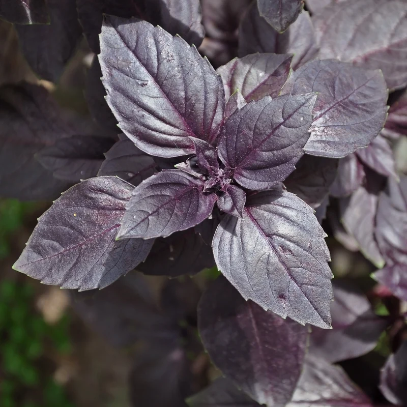 Plant de Basilic pourpre