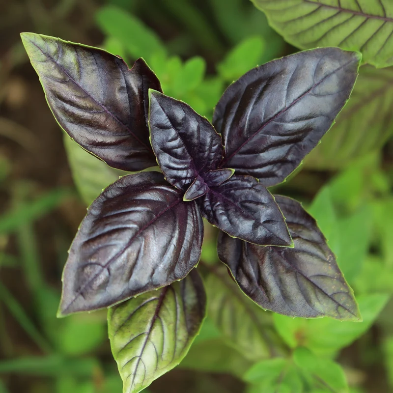 Plant de Basilic pourpre