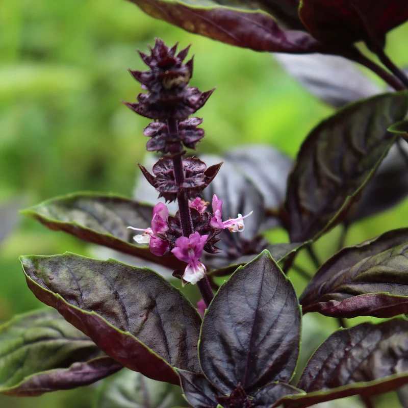 Plant de Basilic pourpre