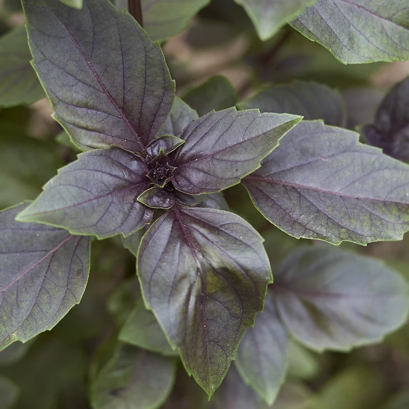 Plant de Basilic pourpre