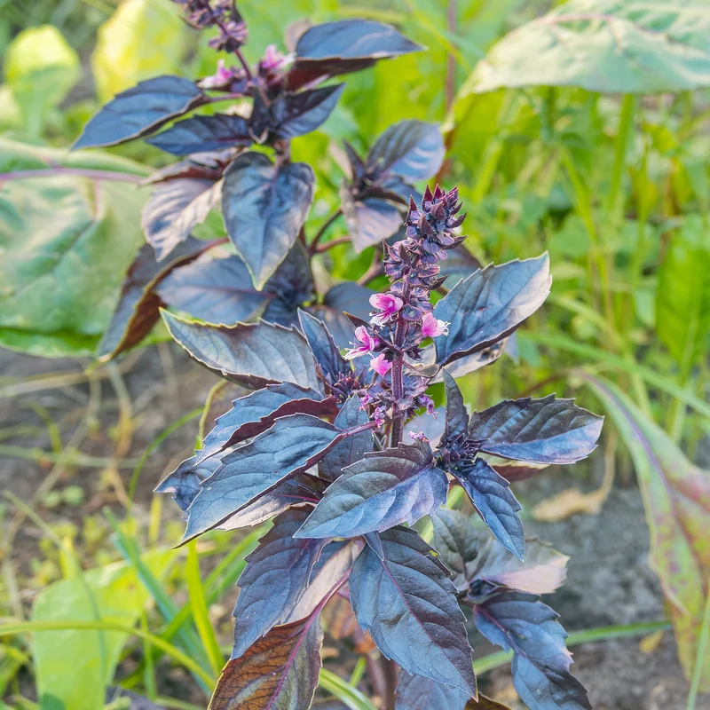 Plant de Basilic pourpre