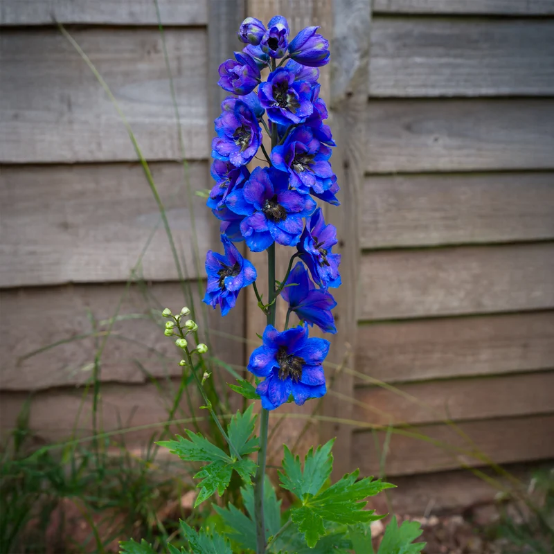 Delphinium géant Black Knight
