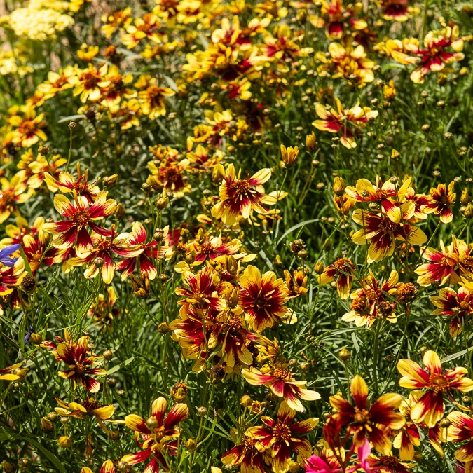 Coreopsis verticillé Bengal Tiger