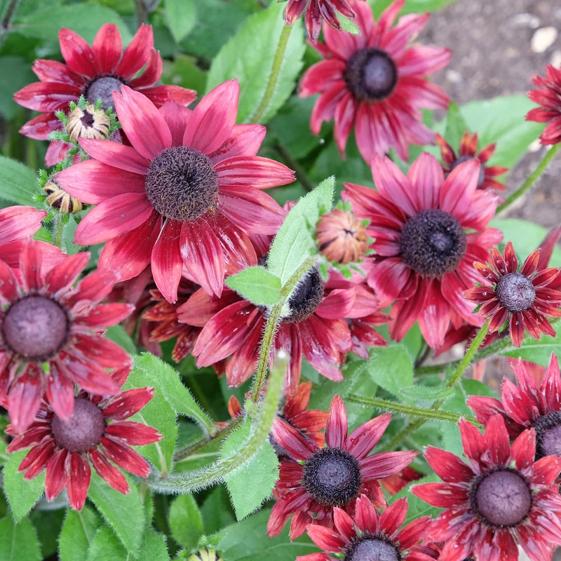 2 Rudbeckia Cherry Brandy