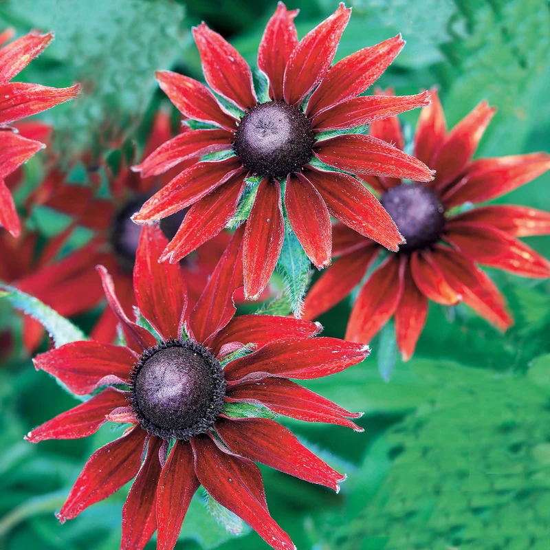 2 Rudbeckia Cherry Brandy