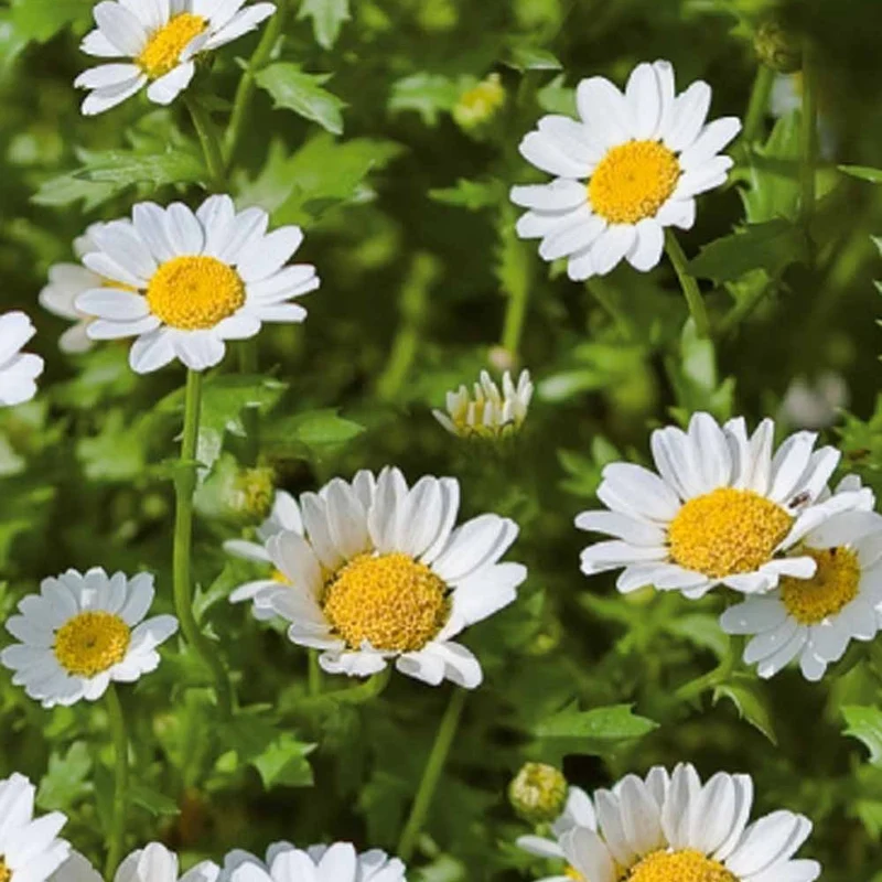 Chrysanthème nain annuel Snow Daisy