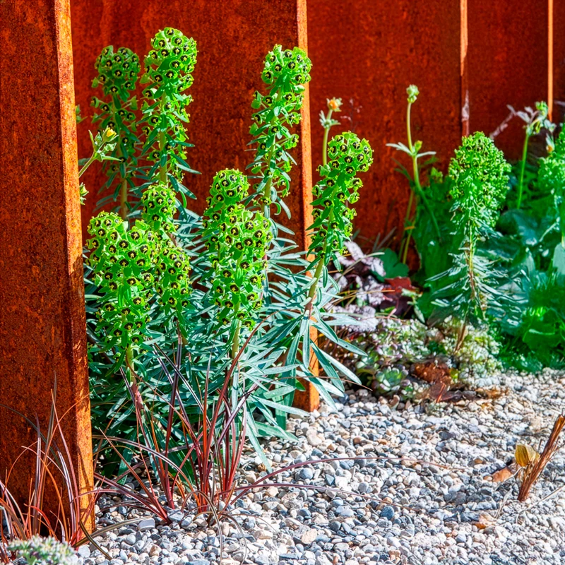 Euphorbe characias Black Pearl