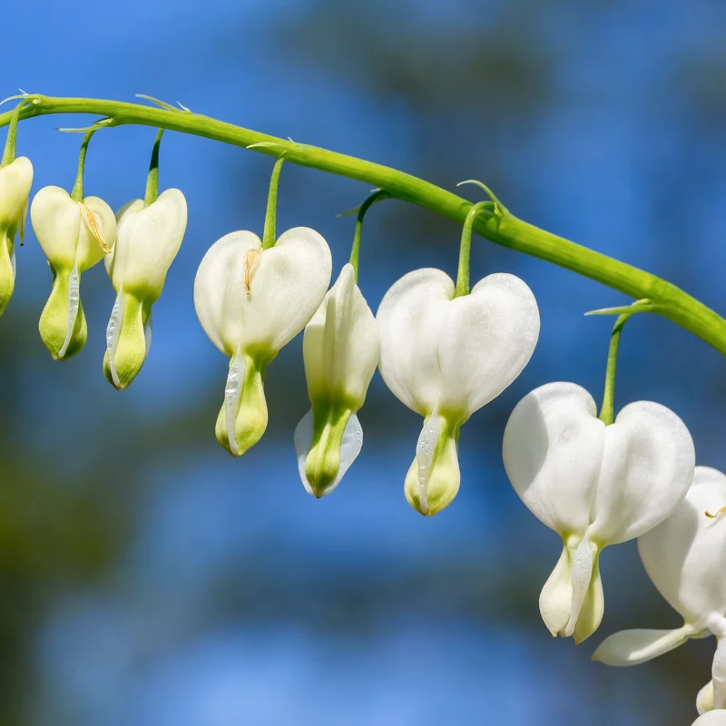 Coeur de Marie blanc