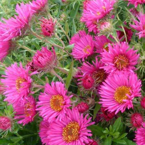 Aster de Nouvelle-Angleterre Andenken an Alma Pötschke
