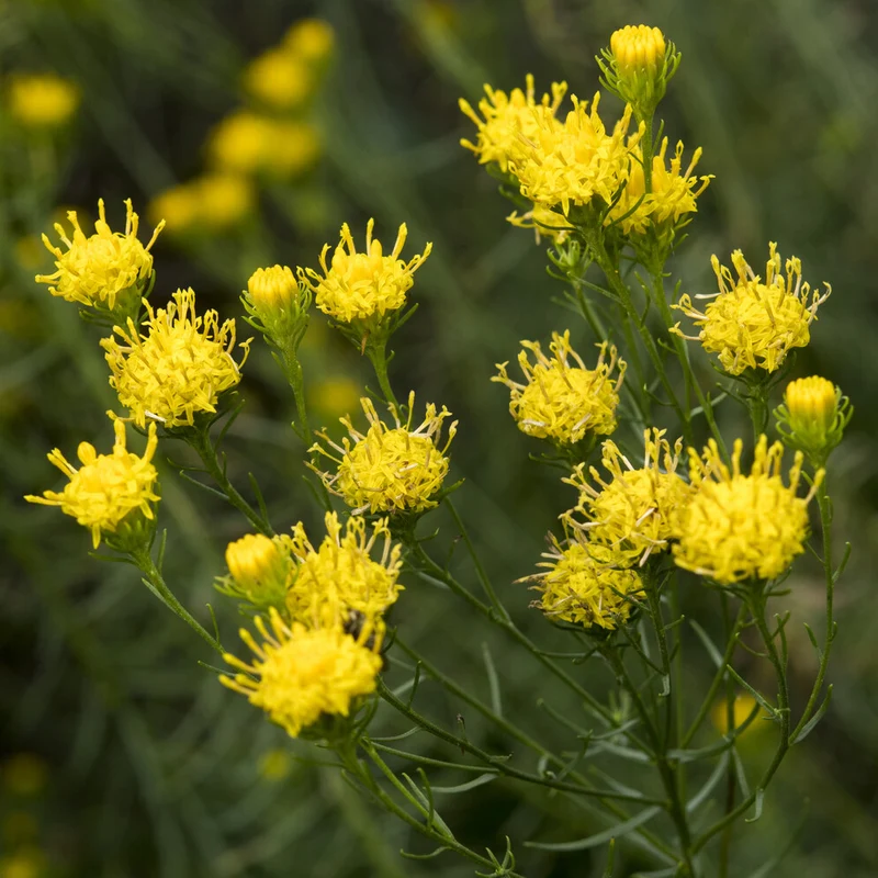 Aster linosyris