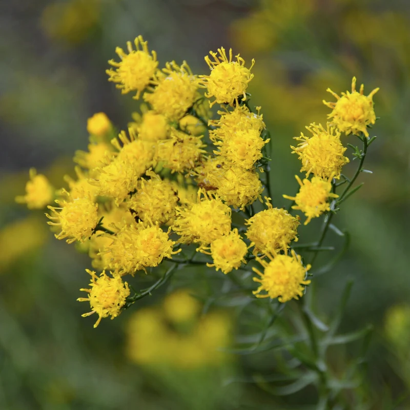 Aster linosyris