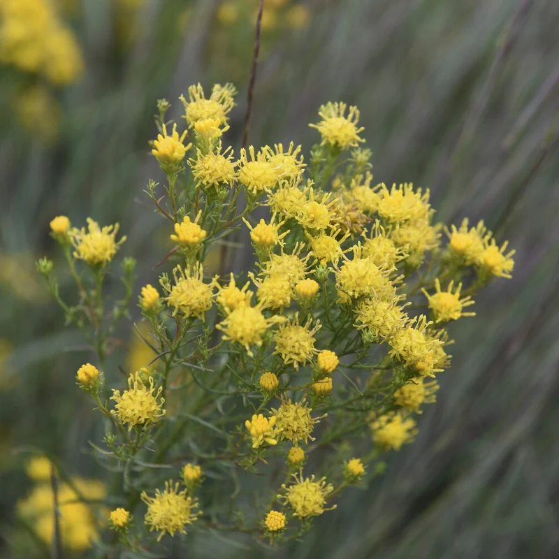 Aster linosyris